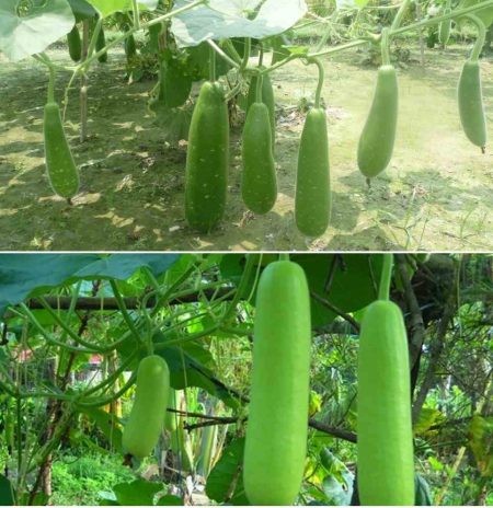 Bottle Gourd Farming Business in India