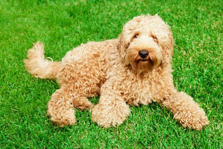 labradoodle puppies for sale texas